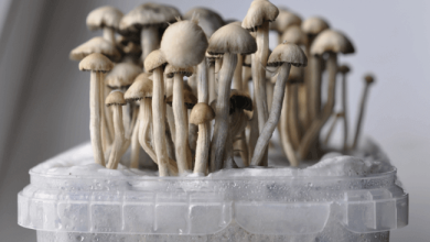 Photo of Differences between growing mushrooms with spores or with mycelium- Alchimia Grow Shop