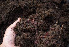 Photo of Living soil, what is it and how to prepare it?- Alchimia Grow Shop