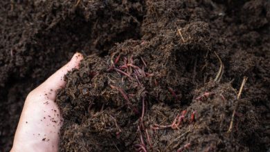 Photo of Living soil, what is it and how to prepare it?- Alchimia Grow Shop