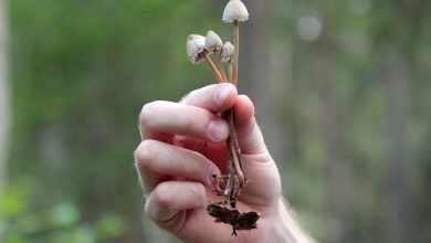 Photo of How to choose your magic mushrooms- Alchimia Grow Shop