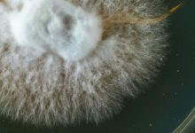 Photo of How to make mushroom hybrids- Alchimia Grow Shop