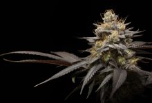 Photo of Why grow cannabis indoors? The biggest advantages of this method- Alchimia Grow Shop