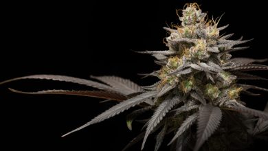 Photo of Why grow cannabis indoors? The biggest advantages of this method- Alchimia Grow Shop