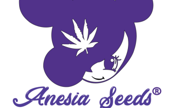 Photo of Anesia Seeds, super powerful high quality genetics- Alchimia Grow Shop