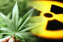 Photo of Cannabis for soil cleanup- Alchimia Grow Shop