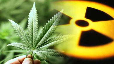 Photo of Cannabis for soil cleanup- Alchimia Grow Shop