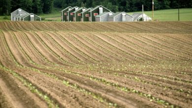 Photo of How Seed Banks Are Impacting the Global Agricultural Market