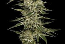 Photo of 10 new autoflowering seeds at Alchimia Grow Shop- Alchimia Grow Shop