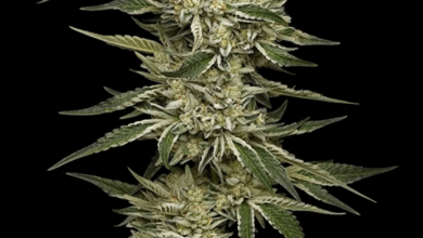 Photo of 10 new autoflowering seeds at Alchimia Grow Shop- Alchimia Grow Shop