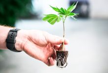 Photo of Growing cannabis cuttings- Alchimia Grow Shop