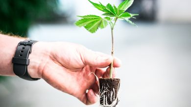 Photo of Growing cannabis cuttings- Alchimia Grow Shop