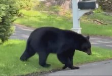 Photo of WATCH: Black bear follows elderly woman through her neighborhood