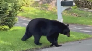 Photo of WATCH: Black bear follows elderly woman through her neighborhood