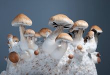 Photo of Growing mushrooms in a propagator with a heating mat- Alchimia Grow Shop