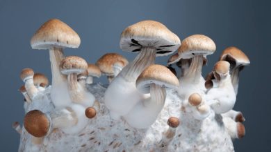 Photo of Growing mushrooms in a propagator with a heating mat- Alchimia Grow Shop