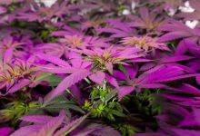 Photo of Indoor cultivation during summer- Alchimia Grow Shop