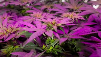 Photo of Indoor cultivation during summer- Alchimia Grow Shop