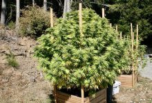 Photo of Californian Cannabis & Tradition- Alchimia Grow Shop