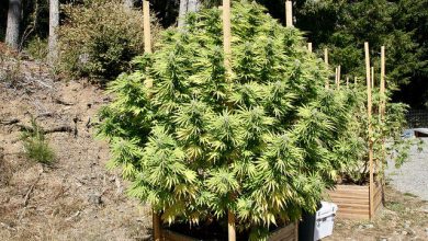 Photo of Californian Cannabis & Tradition- Alchimia Grow Shop