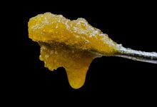 Photo of The Resin Extractions Day- Alchimia Grow Shop