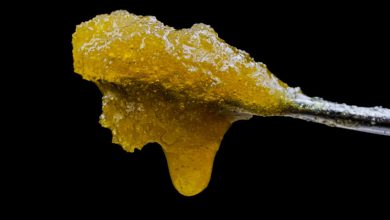 Photo of The Resin Extractions Day- Alchimia Grow Shop