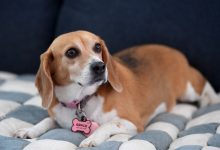 Photo of Law on puppy sales leads buyers to risky black market – San Diego Union-Tribune