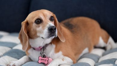 Photo of Law on puppy sales leads buyers to risky black market – San Diego Union-Tribune