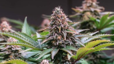 Photo of Benefits of organic farming- Alchimia Grow Shop