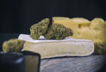 Photo of History of the Cheese strain- Alchimia Grow Shop