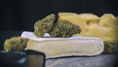 Photo of History of the Cheese strain- Alchimia Grow Shop