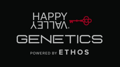 Photo of Happy Valley Genetics Seeds, American Know-How- Alchimia Grow Shop