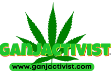 Photo of No Democracy!- 88 Years of Federal Marijuana Prohibition — It’s Time To End It –