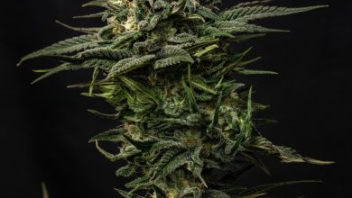 Photo of Is it worth the plunge?- Alchimia Grow Shop