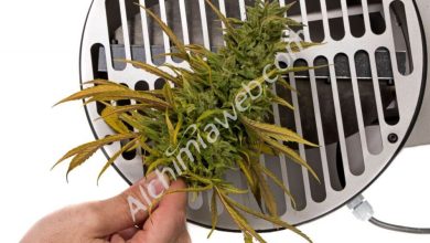 Photo of Guide to cannabis trimming machines- Alchimia Grow Shop