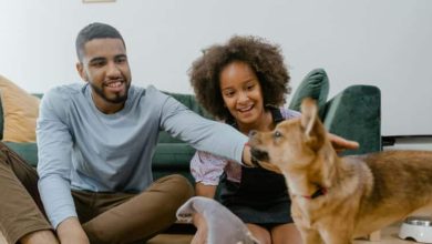 Photo of Top Reasons Pet Parents Are Considering CBD for Their Animals