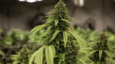 Photo of Boost your flowering with PK supplements- Alchimia Grow Shop