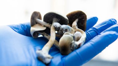 Photo of Psilocybin approved in Germany- Alchimia Grow Shop
