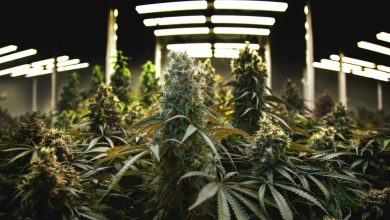 Photo of 10 easy-to-avoid errors in your first indoor grow- Alchimia Grow Shop