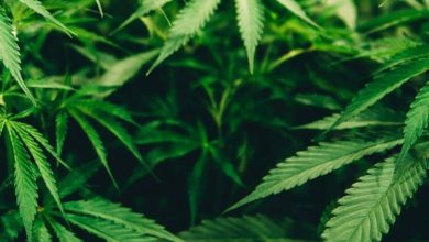 Photo of How to Identify High-Performance CBD TopicalsCrafted by Premium Distilleries