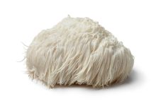 Photo of What are adaptogenic mushrooms and how can they help you?- Alchimia Grow Shop