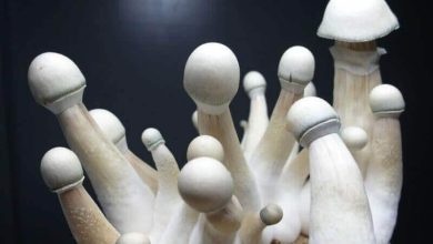 Photo of 7 varieties of mushrooms you should know- Alchimia Grow Shop