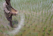 Photo of Govt crackdowns on black marketing, hoarding of fertilizers to improve supply