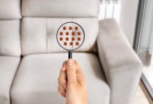 Photo of Early Signs Of Bed Bugs