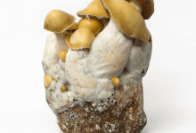 Photo of Liquid mycelium and new MycoSupplies mushroom kits at Alchimia- Alchimia Grow Shop