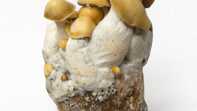 Photo of Liquid mycelium and new MycoSupplies mushroom kits at Alchimia- Alchimia Grow Shop