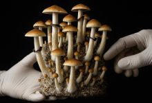 Photo of Basic Guide to Growing Mushrooms at Home- Alchimia Grow Shop