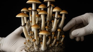 Photo of Basic Guide to Growing Mushrooms at Home- Alchimia Grow Shop