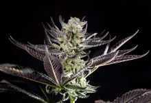 Photo of a technique to increase resin- Alchimia Grow Shop