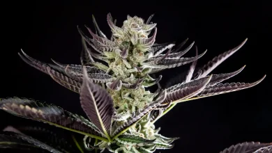 Photo of a technique to increase resin- Alchimia Grow Shop