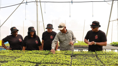 Photo of Black-Owned Caribbean Restaurant Golden Krust Announces Initiative To Help Jamaican Farmers Impacted By Hurricane Melissa – AfroTech